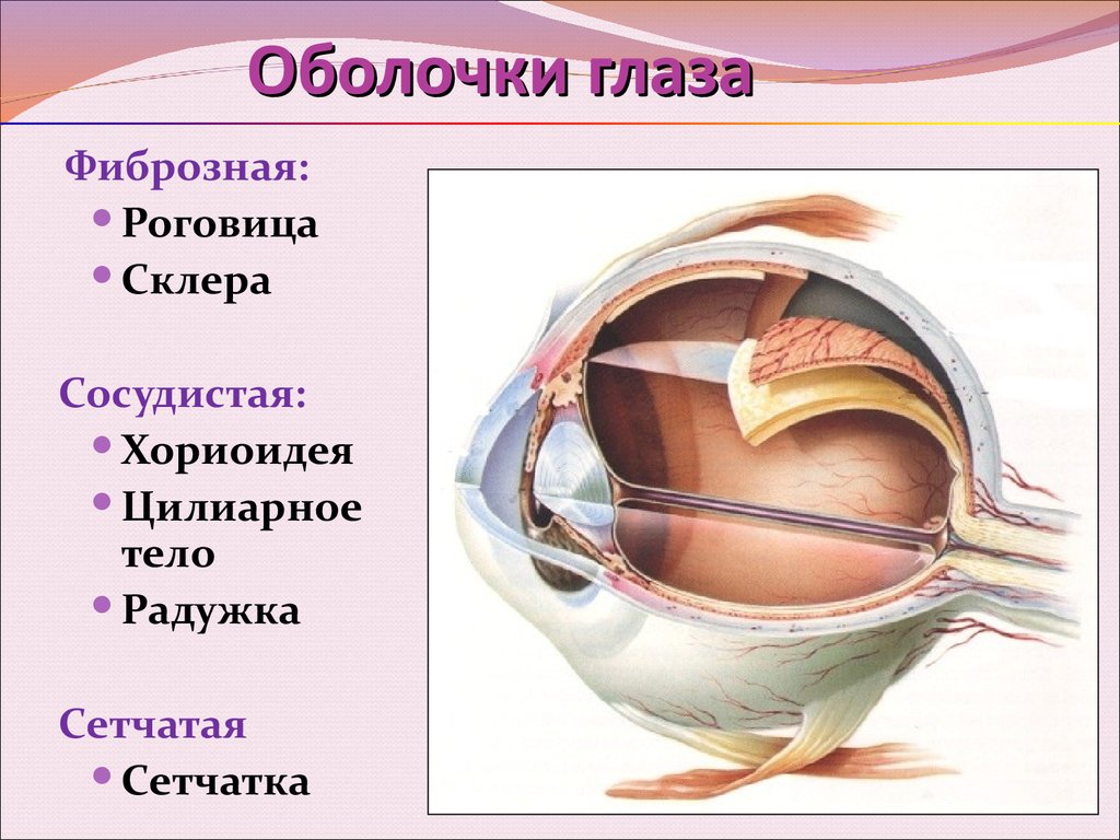Глаза являются органом человека. Строение внутренней оболочки глаза. Строение и функции сосудистой оболочки глазного яблока. Отделы сосудистой оболочки глазного яблока анатомия. Строение наружной оболочки глаза.