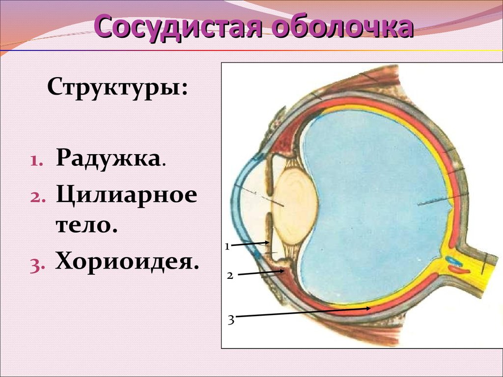 Часть сосудистой оболочки глазного яблока. Сосудистая оболочка глазного яблока состоит. Сосудистая оболочка глаза строение анатомия. Собственно сосудистая оболочка глаза анатомия. Сосудистая оболочка глаза вид спереди.