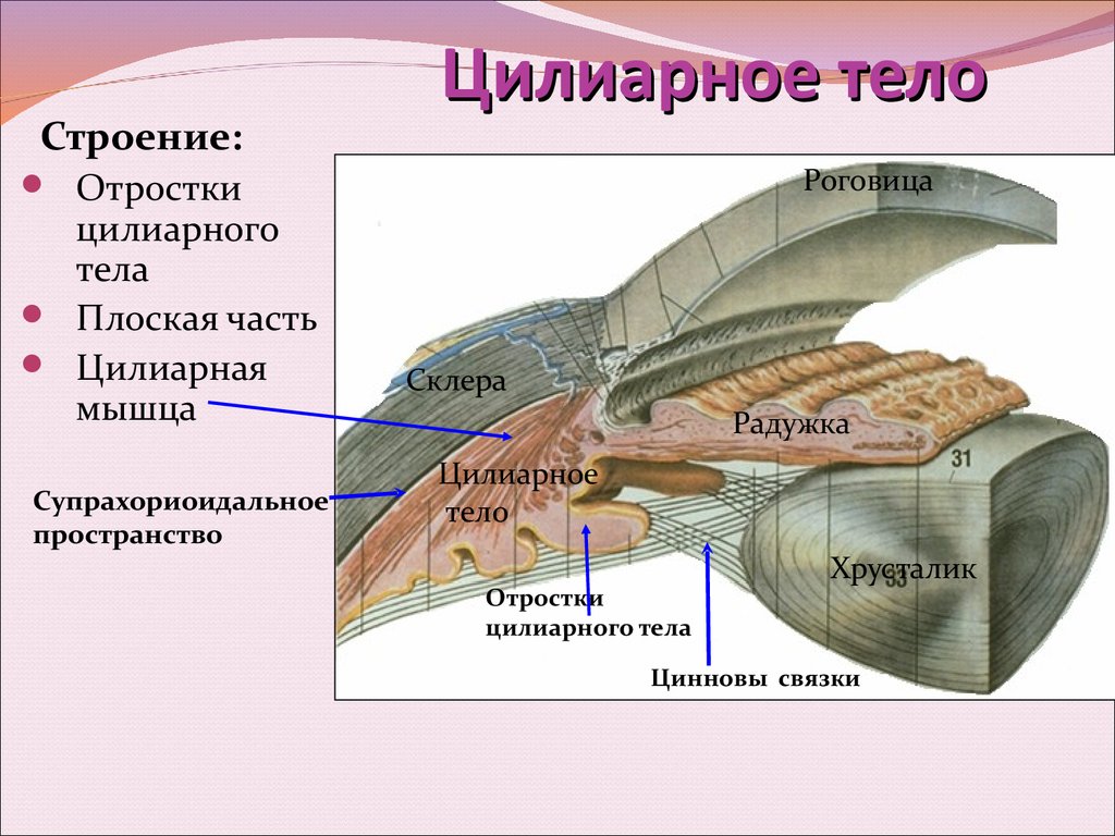 Ресничное тело. Цилиарное тело глаза анатомия. Глаз анатомия строение ресничное тело. Ресничное цилиарное тело. Ресничные отростки глазного яблока.