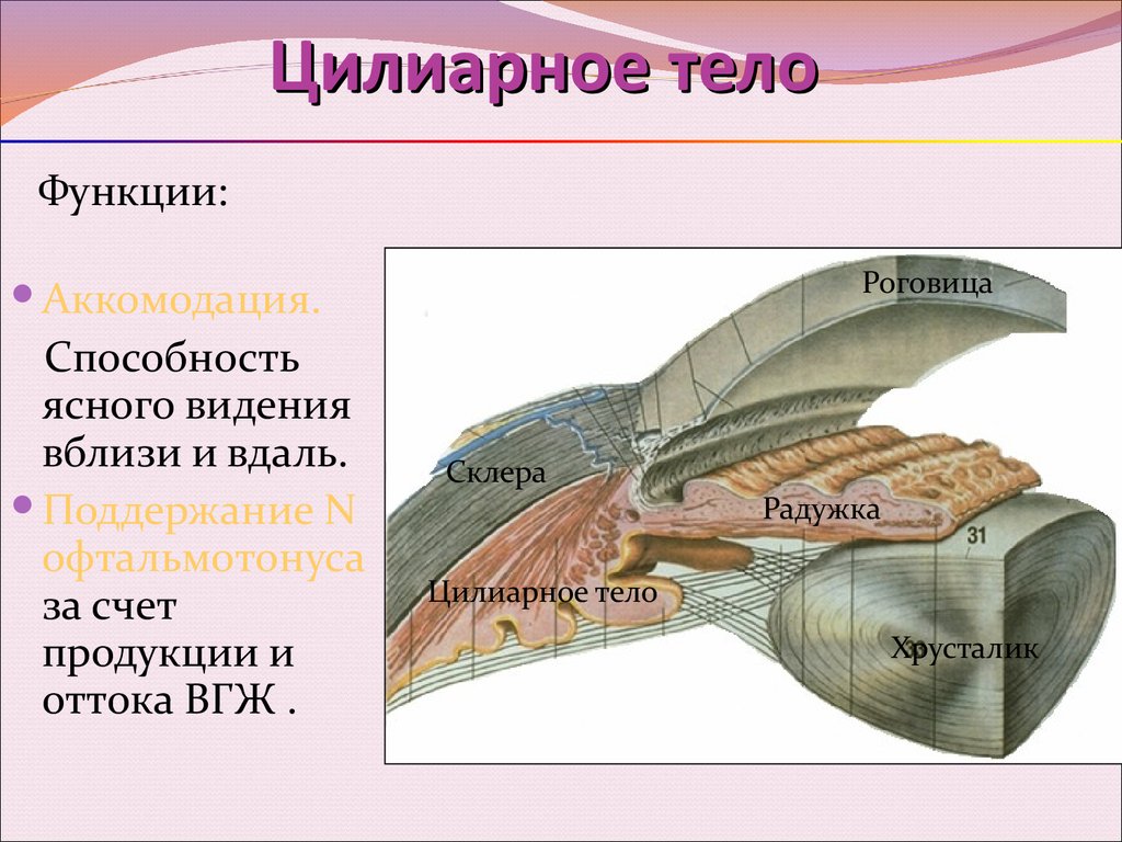 Ресничное тело. Ресничное тело глаза функции. Цилиарное тело функции. Строение и функции цилиарного тела. Глаз анатомия строение ресничное тело.