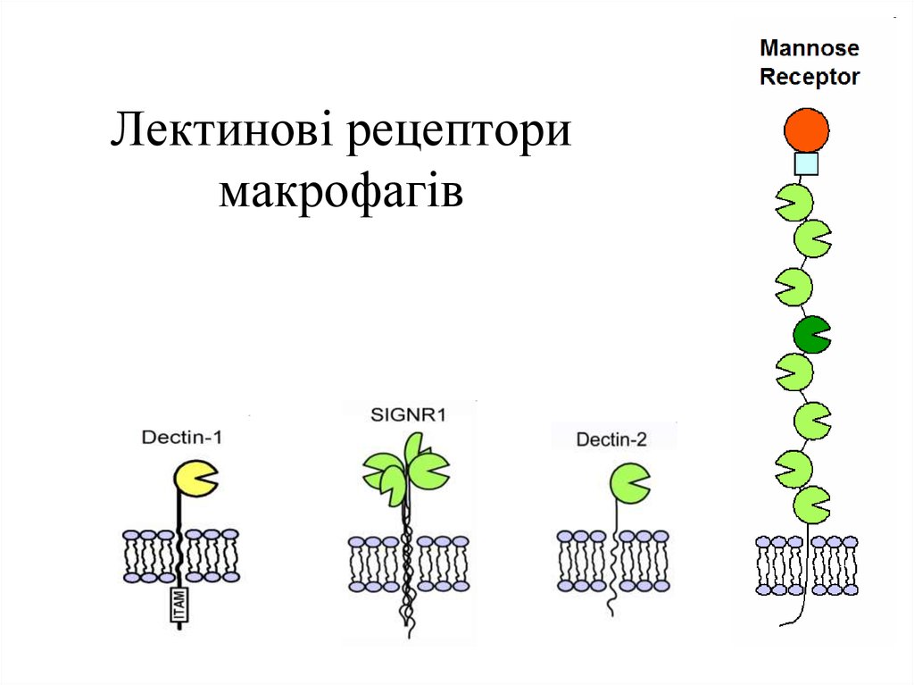 В 3 рецепторы