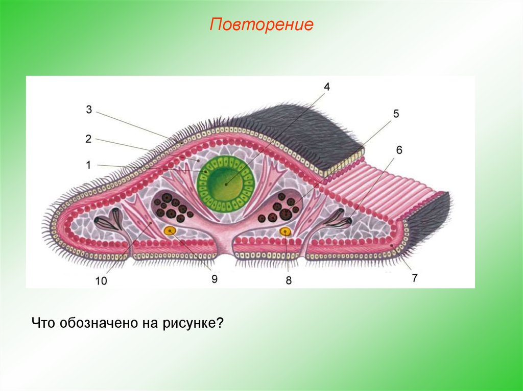 Плоские черви рисунок. Кожно-мускульный мешок у ресничных червей. Строение ресничных плоских червей. Ресничный эпителий у плоских червей. Поперечный срез плоского червя.