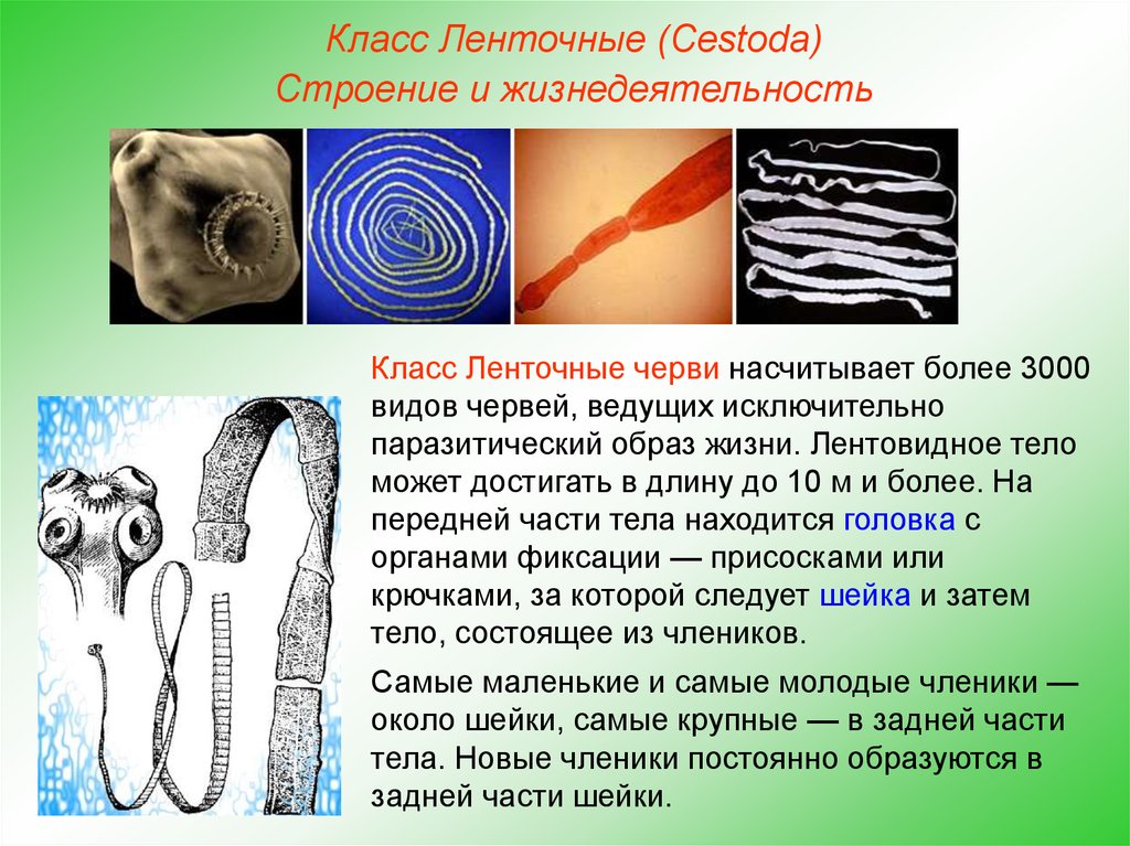 Ленточные и плоские черви. Ленточные черви (цестоды). Класс ленточные черви (Cestoda). Представители класса ленточные черви цестоды. Паразитические ленточные черви.