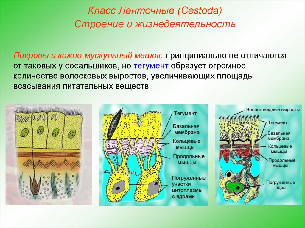 Кожно мускульный мешок. Тегумент ленточного червя. Кожно мускульный мешочек плоские черви. Кожно-мускульный мешок у ленточных червей. Плоские черви уодно м ускольный мешочек.