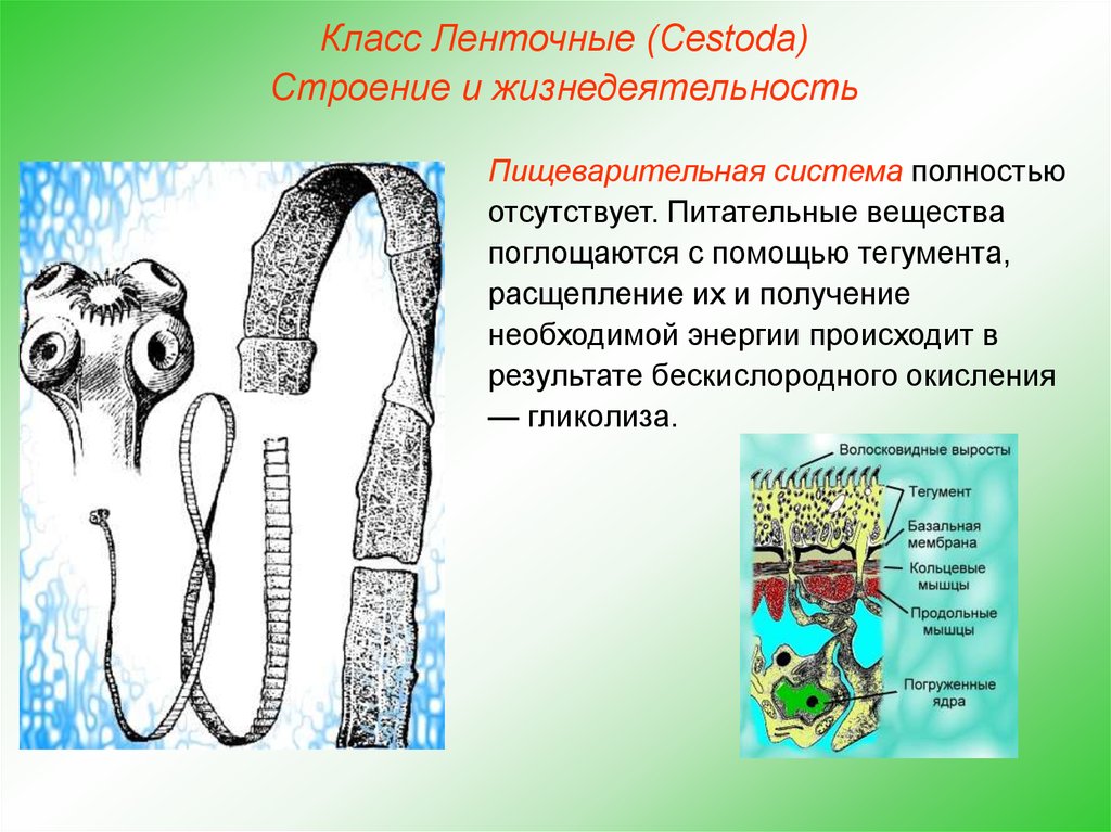 Образ жизни ленточных. Класс ленточные черви (Cestoda). Класс ленточные черви Cestoidea. Пищеварительная система ленточных червей. Тип плоские черви ленточные черви.