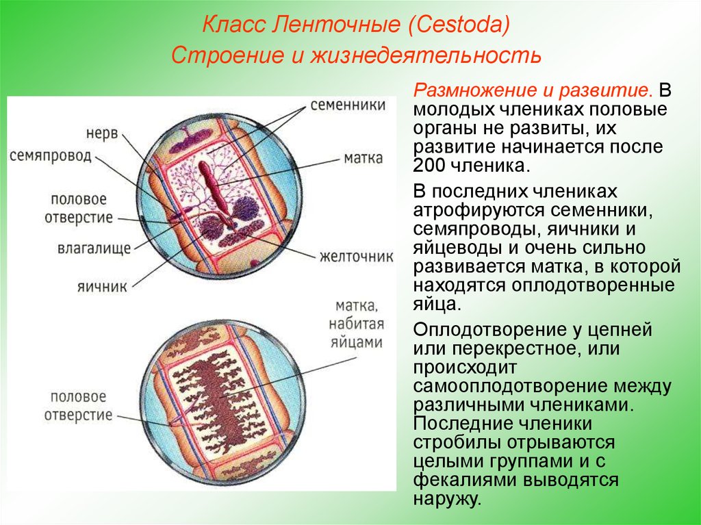 Строение ленточных червей фото