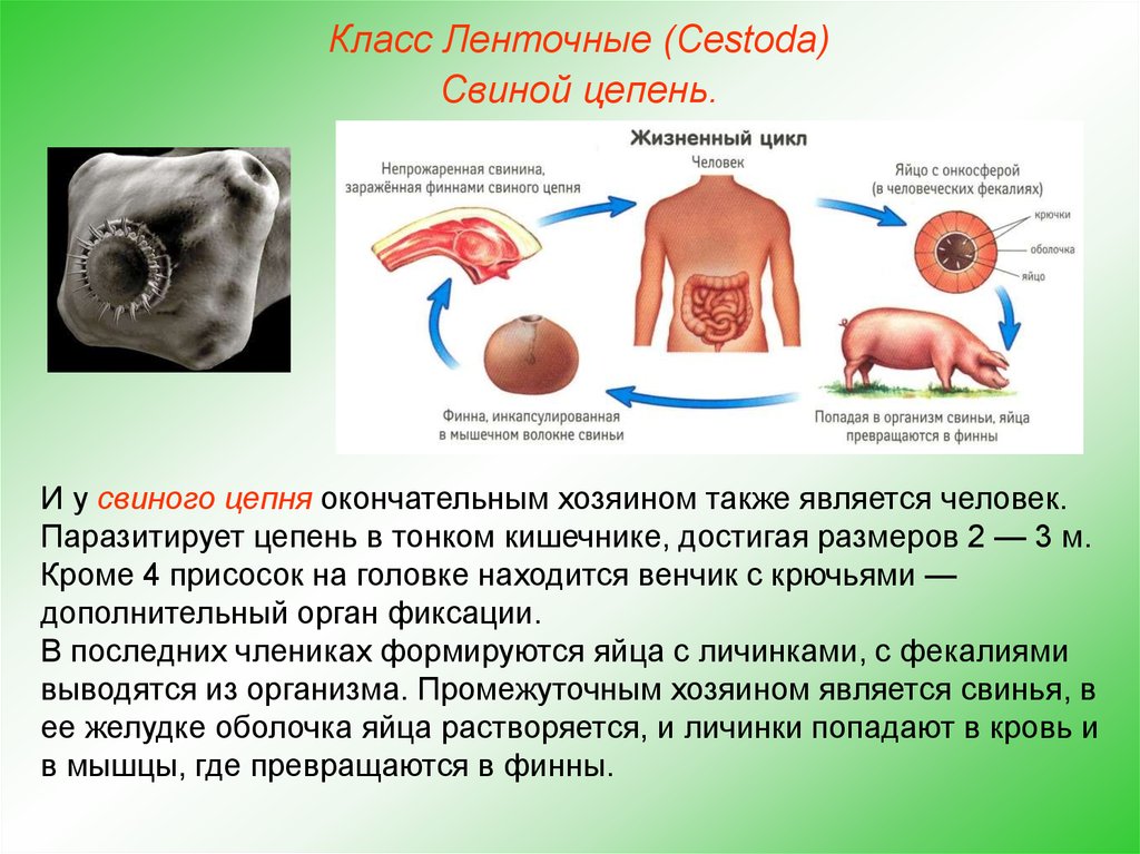 Особенности свиного цепня