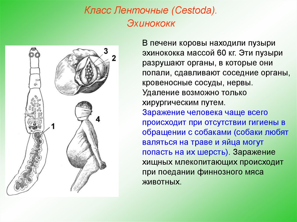 Признаки характерные для эхинококка в живом организме. Ленточные черви эхинококк. Ленточный червь эхинококк. Плоские черви ленточные эхинококк. Ленточный червь Echinococcus granulosus.