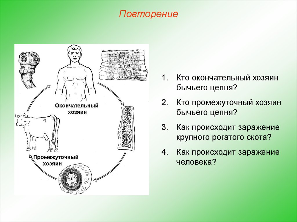 На каком рисунке обозначен промежуточный хозяин. Окончательный хозяин бычьего цепня. Промежуточный хозяин свиного цепня. Свиной цепень окончательный и промежуточный хозяин. Окончательный хозяин свиного цепня.