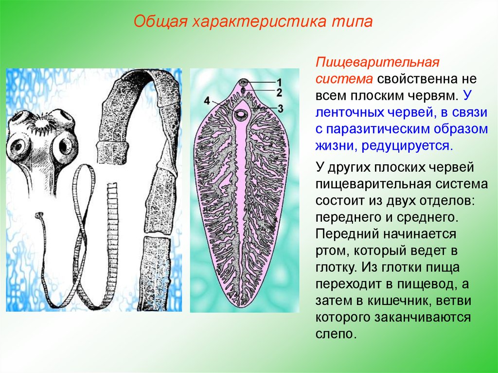Ленточные черви образ жизни. Пищеварительная система плоских червей ленточные. Ресничные черви пищеварительная. Пищеварительная система паразитических плоских червей. Плоские черви представители пищеварительная система.