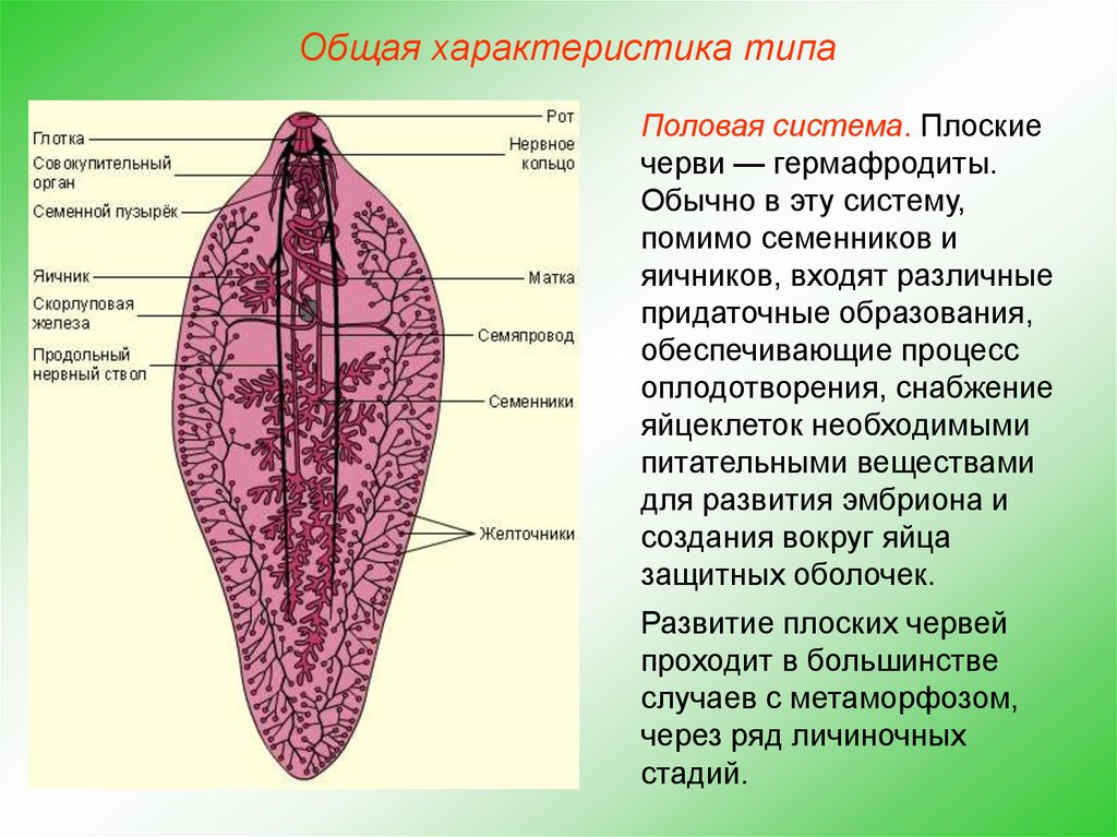 Ресничные черви сосальщики. Половая система Тип плоских червей. Общая характеристика плоских червей половая система. Тип плоские черви системы. Половая схем плоских червей.
