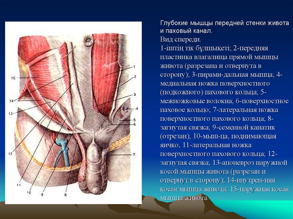 Передняя стенка. Стенки пахового канала топографическая анатомия. Паховый канал анатомия стенки. Глубокое паховое кольцо анатомия. Глубокое паховое кольцо топография.