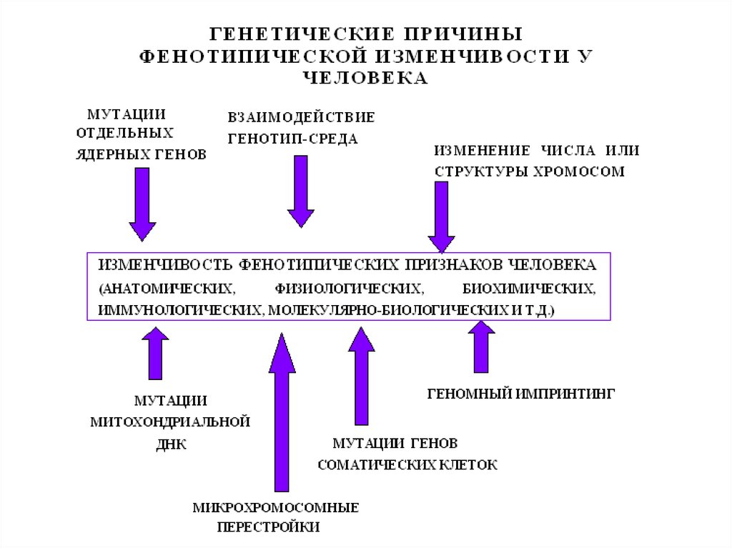 Презентация введение в генетику