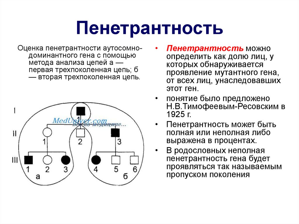 Какие гены проявляют свое действие в первом