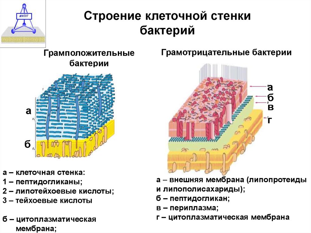 Клеточная стенка состав. Строение клеточной стенки грамположительных бактерий. Клеточная стенка грамположительных бактерий строение функции. Клеточная стенка грамположительных бактерий схема. Структура клеточной стенки грамположительные бактерии.