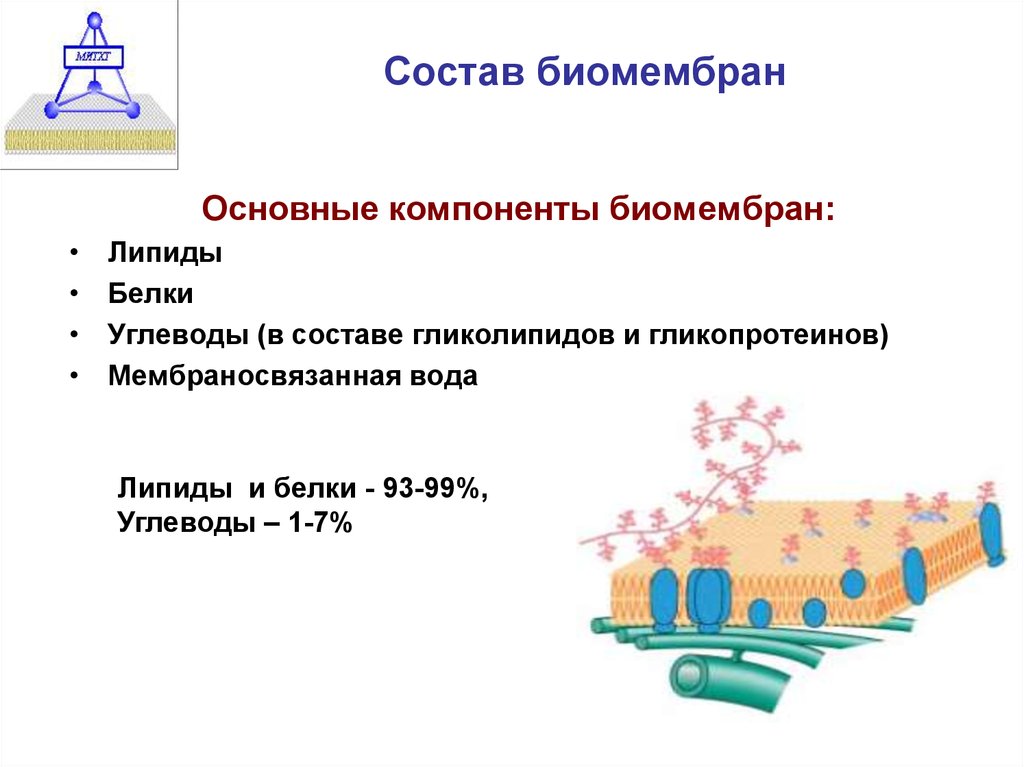 Основные функции биологических мембран