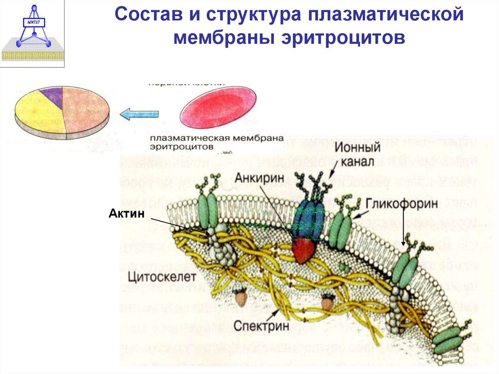 На мембране эритроцитов располагаются особые вещества