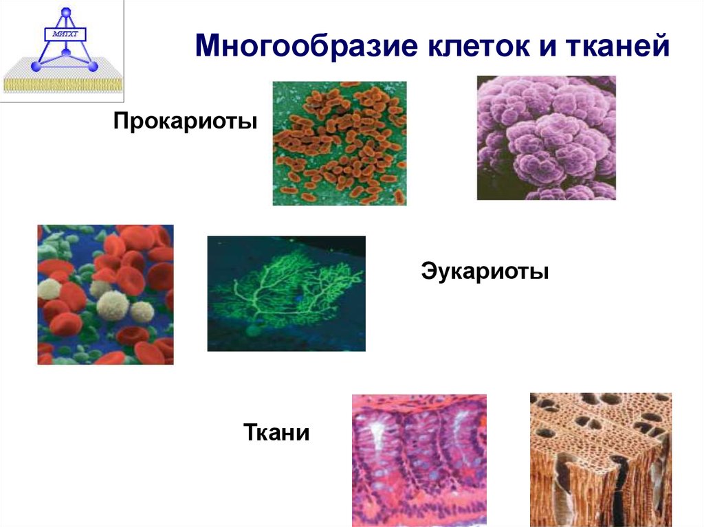 Формы жизни прокариоты. Разнообразие клеток эукариот. Многообразие клеток. Ткани. Многообразие. Многообразие клеток животных.