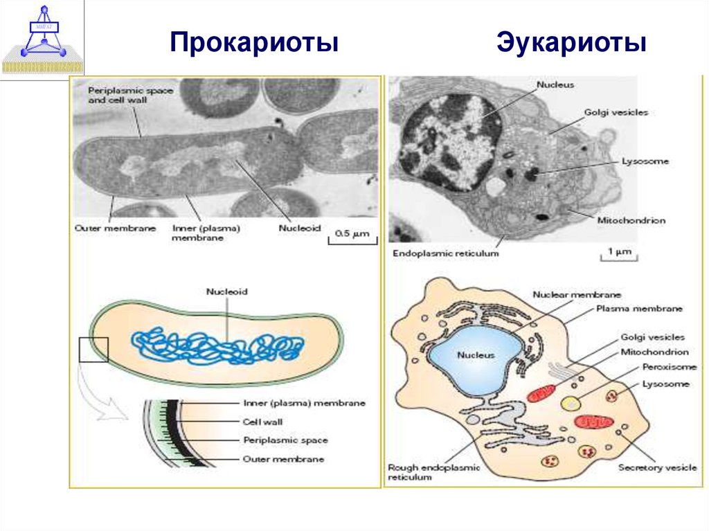 В клетках прокариот в отличие. Эукариот и прокариот разница. Фагоцитоз у эукариот и прокариот. Отличие прокариот от эукариот. Прокариоты и эукариоты.