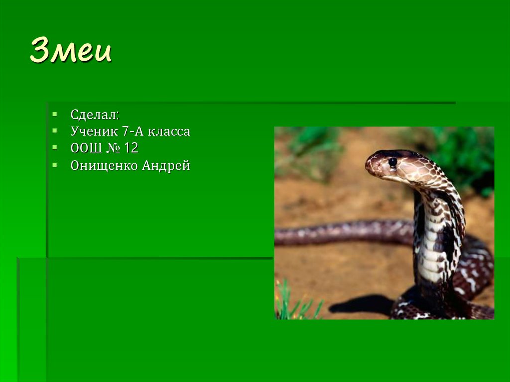 Змея что делает. Многообразие змей презентация. Змеи класс отряд семейство. Что умеет змея.