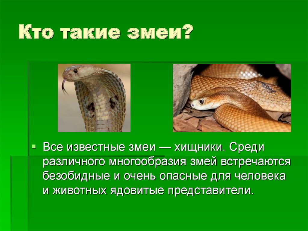 Зачем нужны змеи. Презинтация на тему “змеи”. Кратко о змеях. Презентация о змеях. Проект про змей.