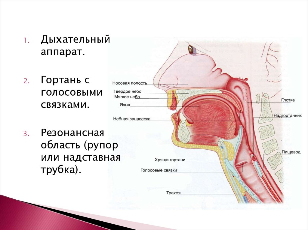 Презентация анатомо физиологические механизмы речи - 88 фото