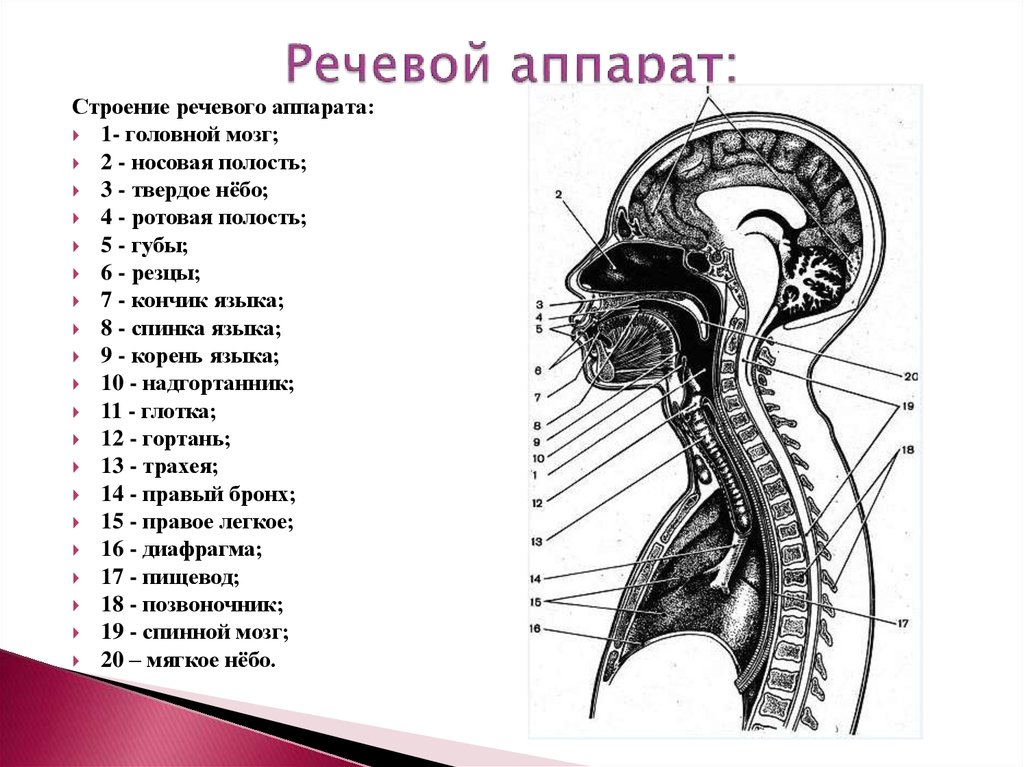 Полость 10. Строение периферического речевого аппарата. Отделы речевого аппарата схема. Строение центрального и периферического речевого аппарата. Строение артикуляционного отдела речевого аппарата.