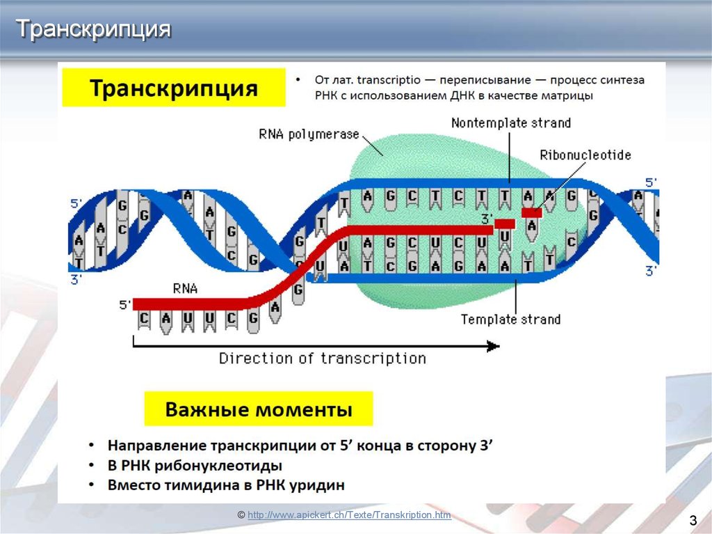 Установите последовательность этапов транскрипции присоединение. Схема процесса транскрипции. Схема транскрипции ИРНК на ДНК. Транскрипция ДНК В РНК процесс. Схема механизма транскрипции.