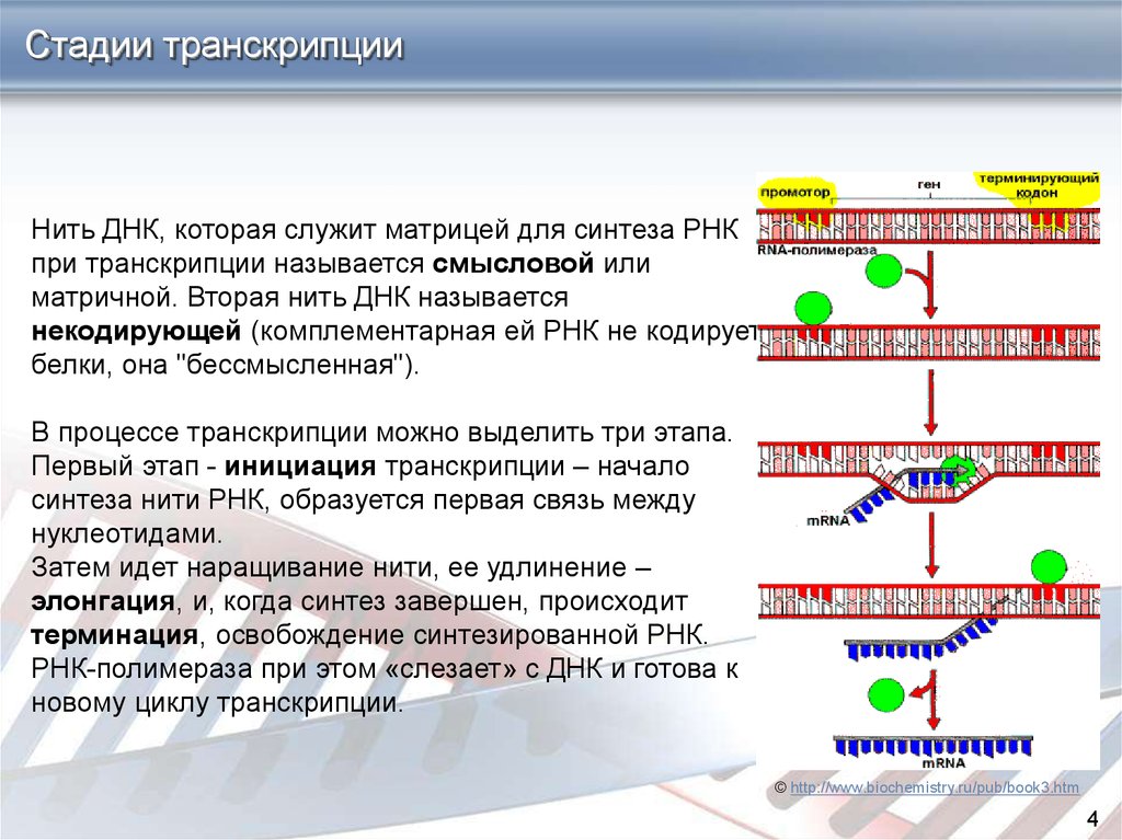 Система рнк. Синтез РНК последовательность. Процесс синтеза РНК схема. Служит матрицей при транскрипции ДНК или РНК. Синтез молекулы РНК.
