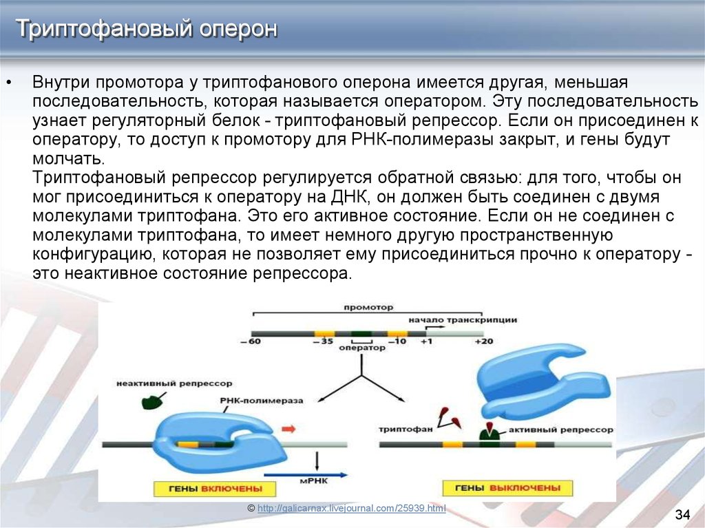 Регуляторные участки днк. Оперон промотор. Триптофановый оперон. Оперон промотор оператор. Последовательность оперона.