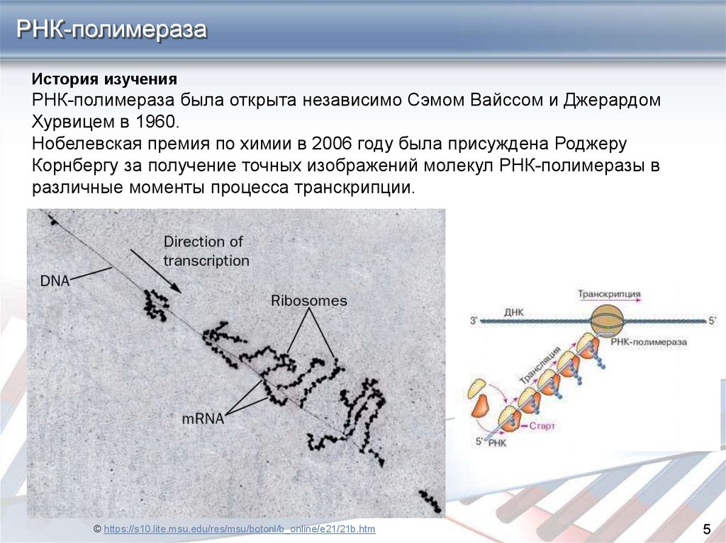 Рнк блокирует. Транскрипция РНК полимераза. РНК зависимая РНК полимераза. РНК полимеразы прокариот. Функции РНК полимеразы в транскрипции.