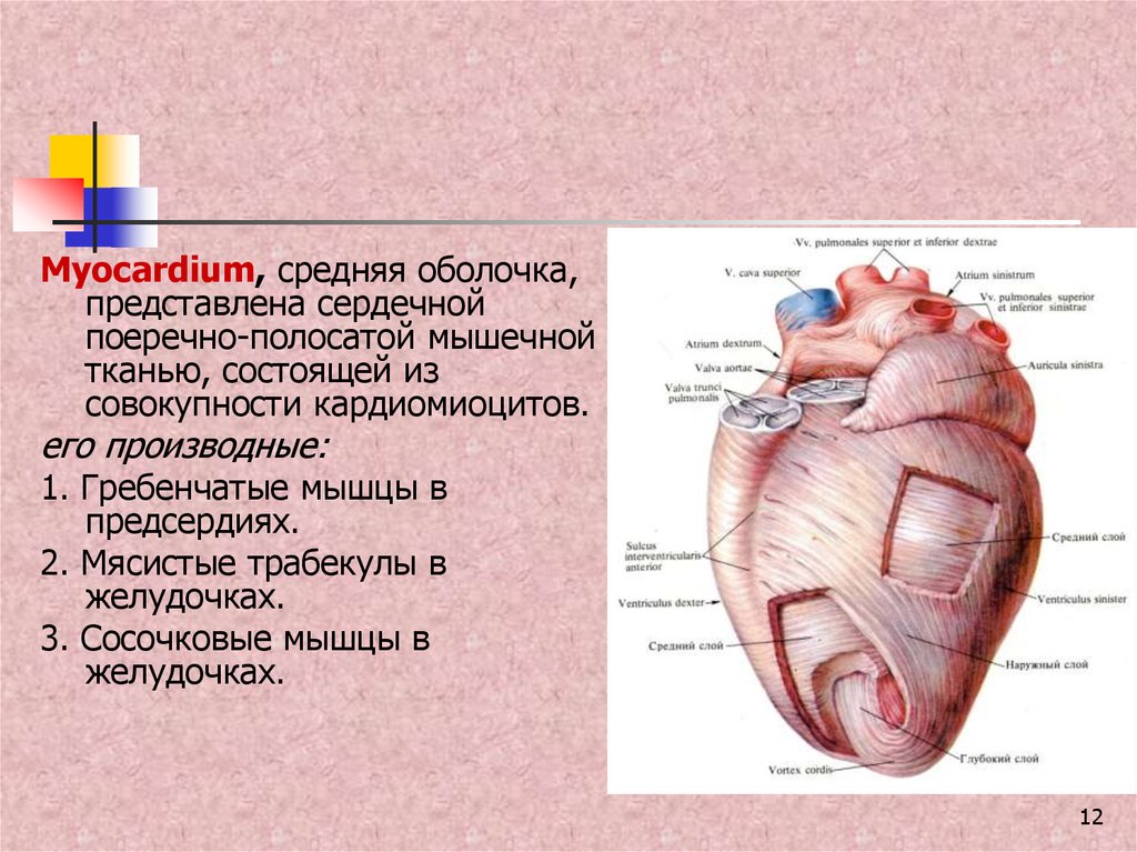 Миокард латынь. Мясистые трабекулы сердца анатомия. Мышечные трабекулы сердца. Миокард желудочков состоит из. Сосочковые мышцы сердца.