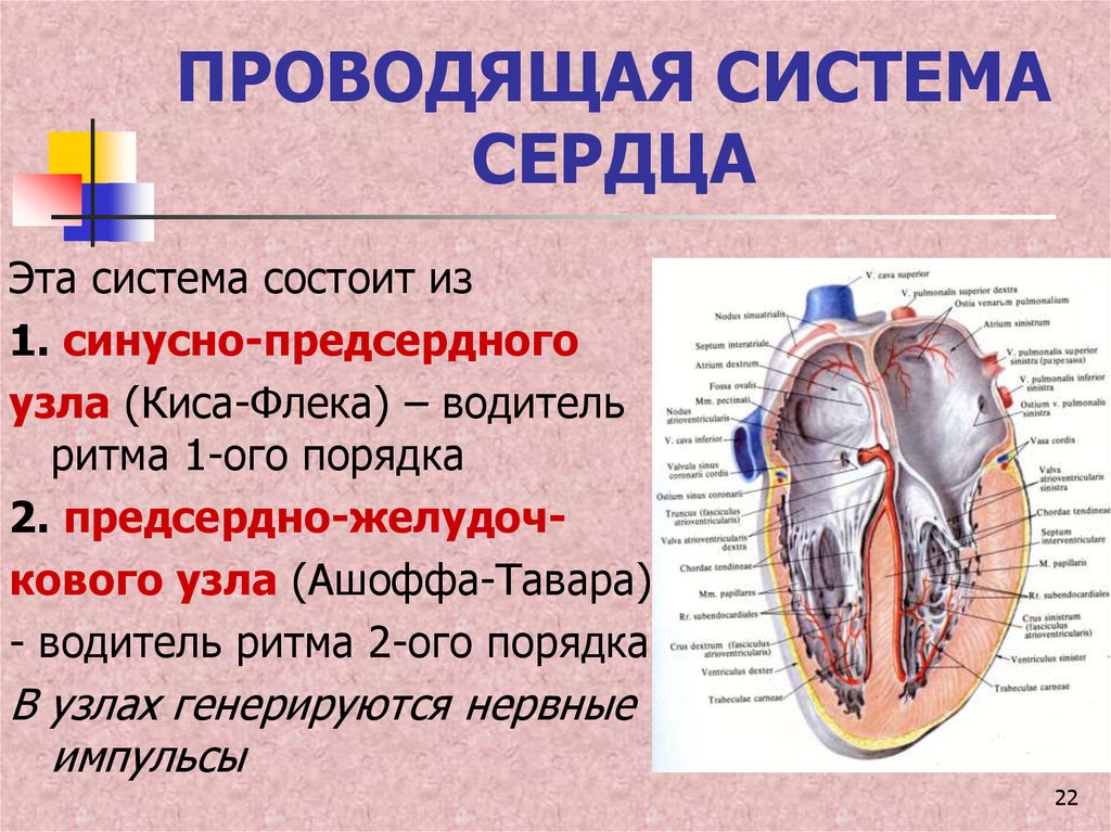 В состав какой системы входит сердце. Элементы проводящей системы сердца физиология. Анатомия и физиология проводящей системы сердца. Строение и функции проводящей системы сердца. Проводящая система сердца узлы первого и второго порядка.