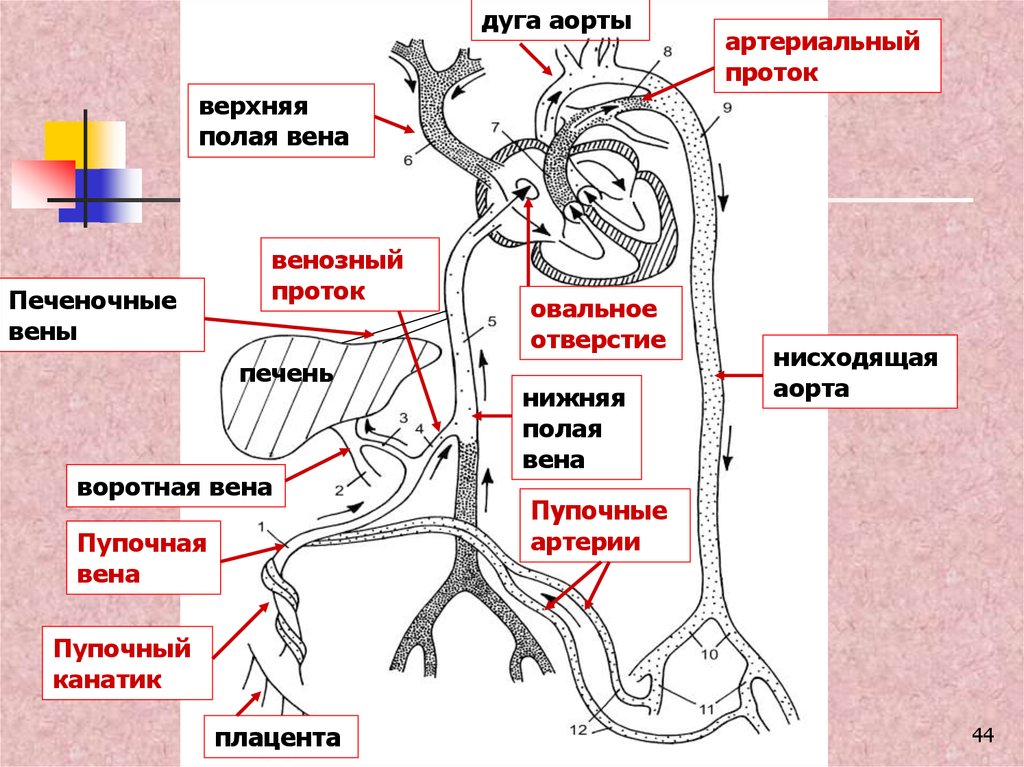 Аорта верхняя полая вена. Сосуды дуги аорты анатомия. Артериальный и венозный протоки. Кровообращение плода венозный проток. Схема сосудов дуги аорты.