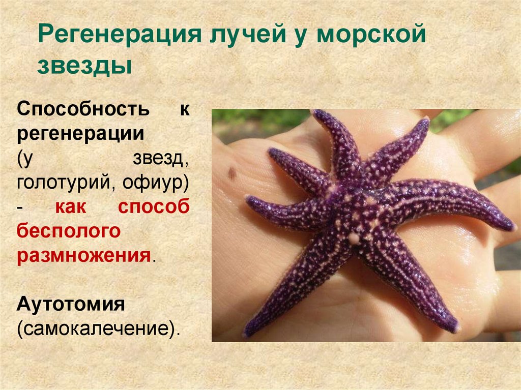 Морская звезда половое размножение. Фрагментация иглокожих. Морская звезда размножение фрагментация. Бесполое размножение морской звезды. Регенерация морской звезды.