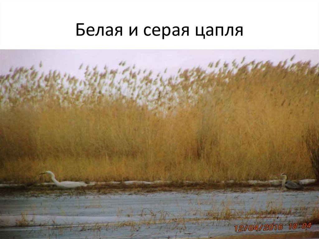 Белая и серая цапля