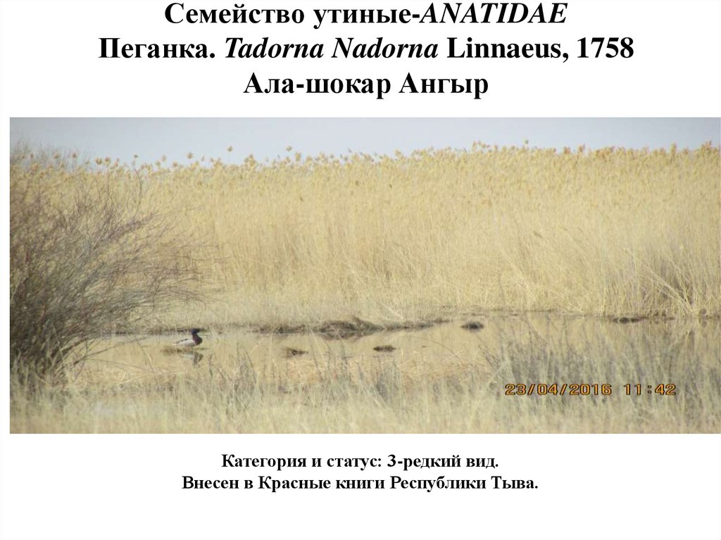 Семейство утиные-ANATIDAE Пеганка. Tadorna Nadorna Linnaeus, 1758 Ала-шокар Ангыр