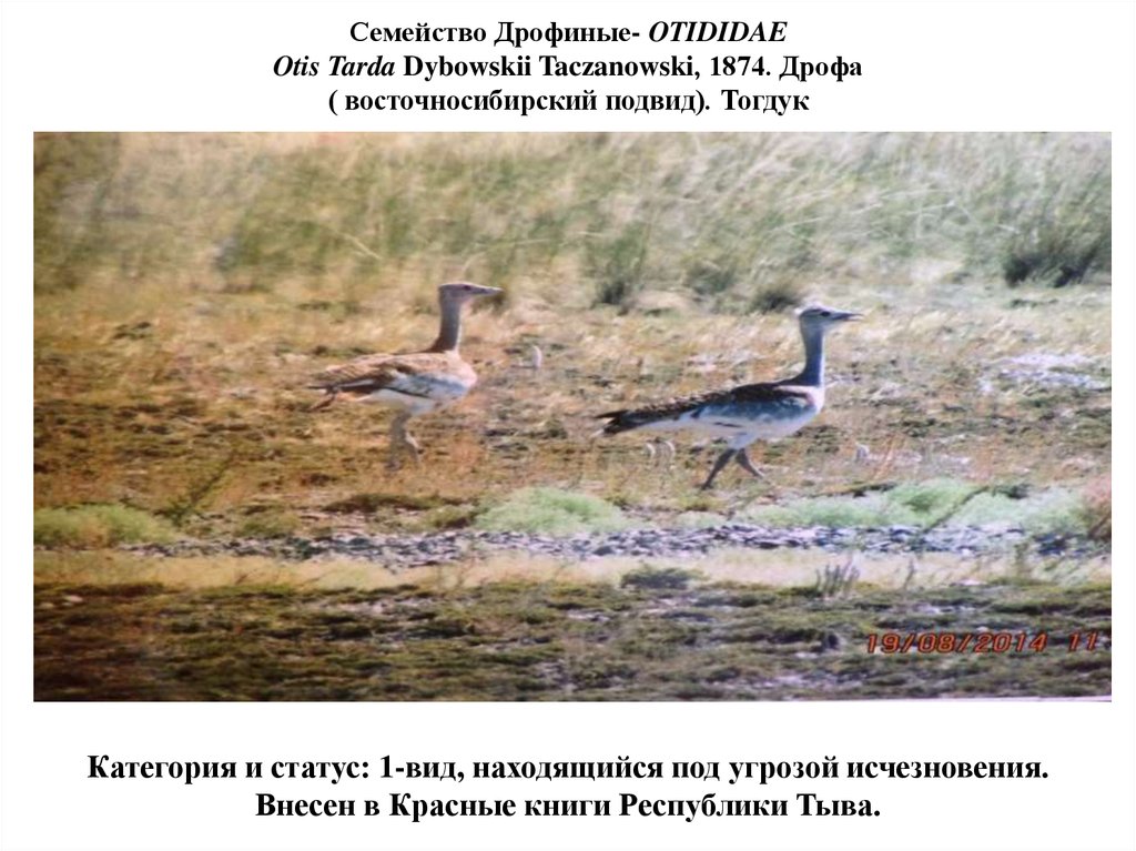 Семейство Дрофиные- OTIDIDAE Otis Tarda Dybowskii Taczanowski, 1874. Дрофа ( восточносибирский подвид). Тогдук