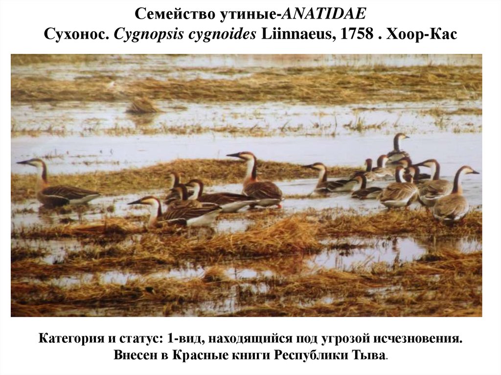 Семейство утиные-ANATIDAE Сухонос. Cygnopsis cygnoides Liinnaeus, 1758 . Хоор-Кас