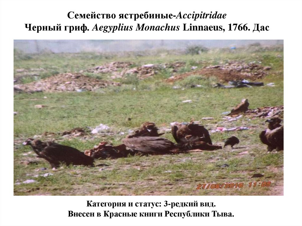 Семейство ястребиные-Accipitridae Черный гриф. Aegyplius Monachus Linnaeus, 1766. Дас