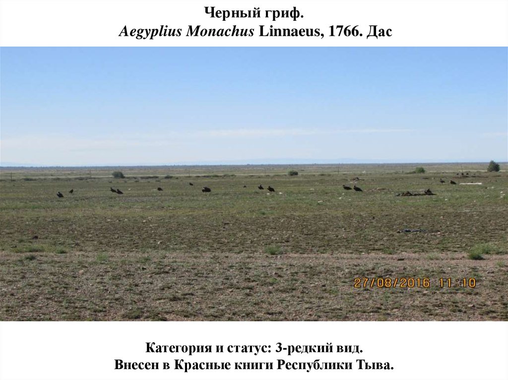 Черный гриф. Aegyplius Monachus Linnaeus, 1766. Дас