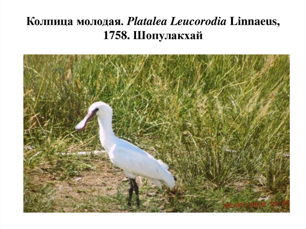 Колпица молодая. Platalea Leucorodia Linnaeus, 1758. Шопулакхай