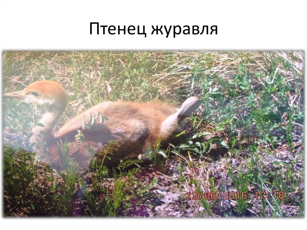 Птенец журавля
