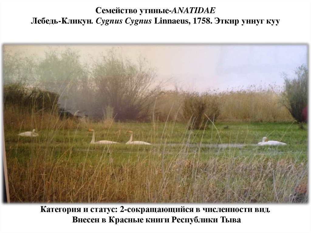 Семейство утиные-ANATIDAE Лебедь-Кликун. Cygnus Cygnus Linnaeus, 1758. Эткир уннуг куу