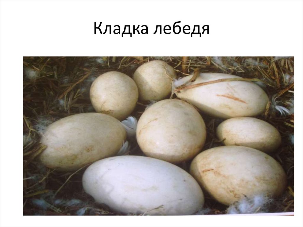 Кладка лебедя