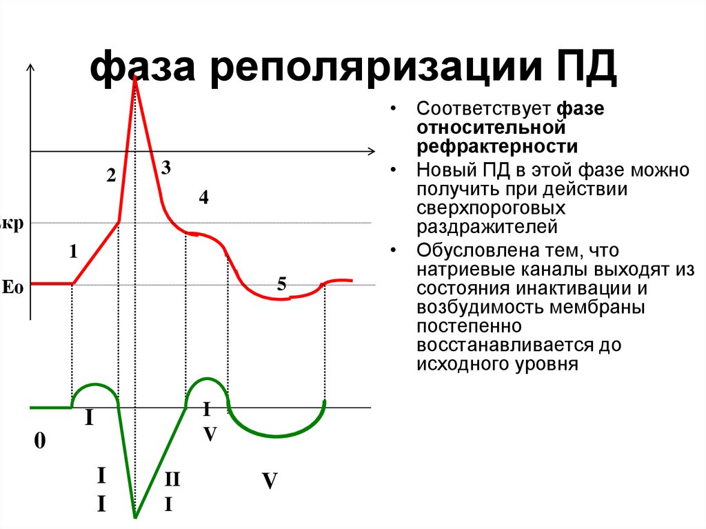 Процессы реполяризации на экг