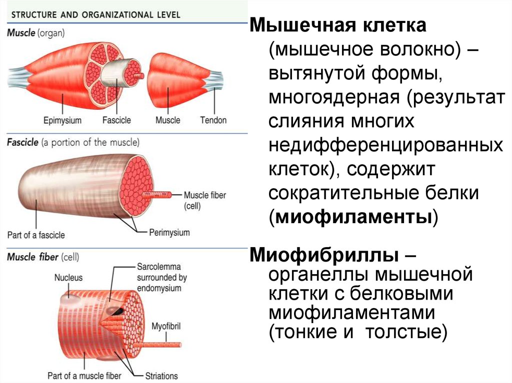 Гладкий саркоплазматический ретикулум исчерченных мышц обеспечивает