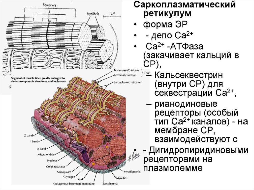 Гладкий саркоплазматический ретикулум исчерченных мышц обеспечивает. Саркоплазматический ретикулум кардиомиоцитов. Саркоплазматический ретикулум мышц. Рецепторы на саркоплазматический ретикулум. Саркоплазматический ретикулум строение.