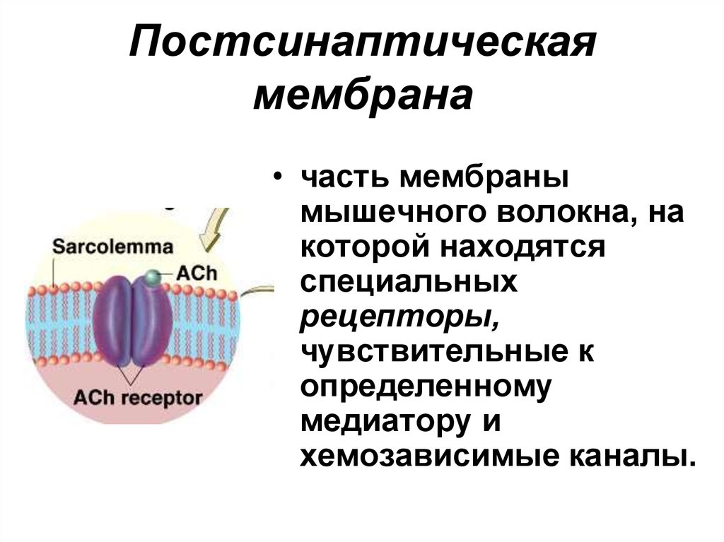 Мембрана мышечного волокна