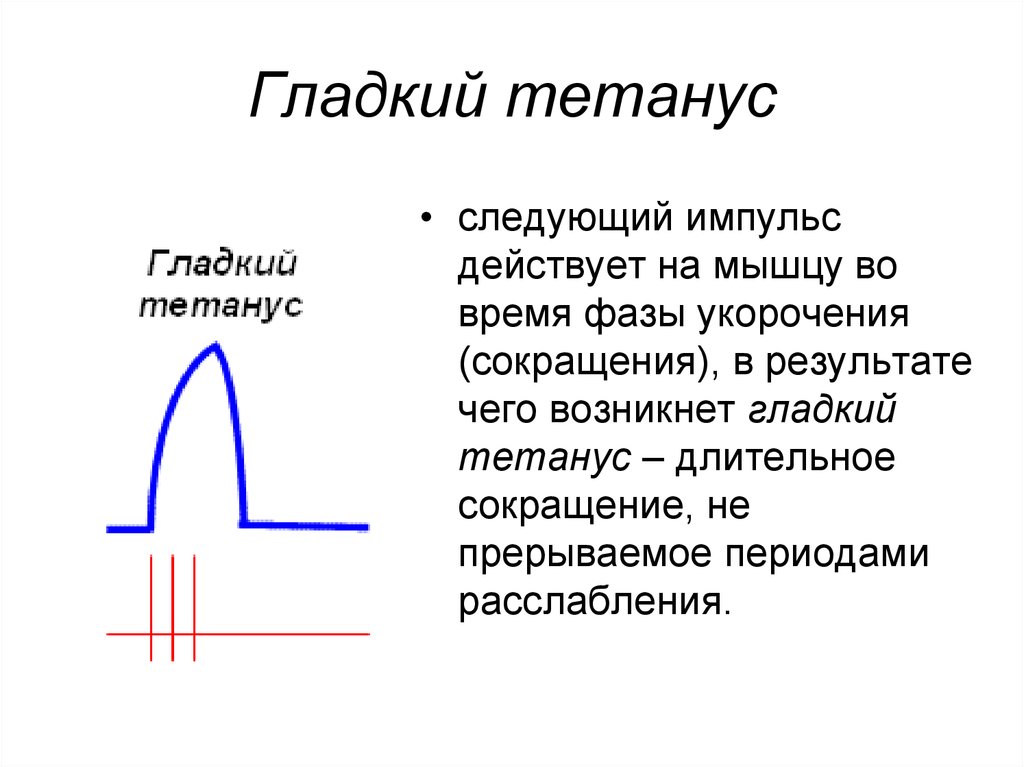 Начинать гладкий. Гладкий и зубчатый тетанус. Механизм формирования зубчатого тетануса. Гладкий и зубчатый тетанус физиология. Условия возникновения зубчатого тетануса.